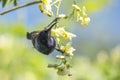 Image of a bird purple sunbird. Royalty Free Stock Photo