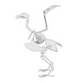 Image of bird skeleton Royalty Free Stock Photo