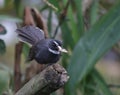 An image bird of white throated fantail