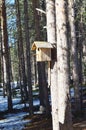 Birdhouse on a tree in a pine forest in May Royalty Free Stock Photo