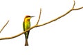 Image of birds on branches on white background.