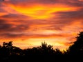 Image of birds flying during colorful sunset over trees Royalty Free Stock Photo