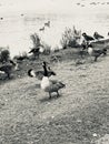 An image of birds near a pond