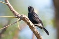 Image of birds perched on the branch. Wild Animals. Pied Bushchat ( Saxicola caprata )