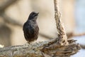 Image of birds perched on the branch. Wild Animals.