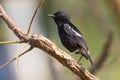 Image of birds perched on the branch. Wild Animals.