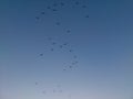 the image of birds in the sky Royalty Free Stock Photo