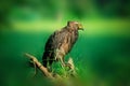 Birds of Sri lanka Black Eagle.