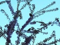 Image of birds at tree on the sky . Royalty Free Stock Photo