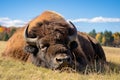 Image of bison sleeping lying on the ground in the middle of the grass. Wildlife Animals