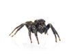 Image of biting jumping spider Opisthoncus mordax on white background. Insect. Animal