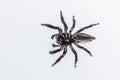 Image of biting jumping spider Opisthoncus mordax on white background. View from the bottom. Insect. Animal