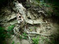 Bizarre roots in an old and mystic forrest Royalty Free Stock Photo