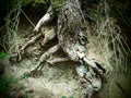 Bizarre roots in an old and mystic forrest Royalty Free Stock Photo