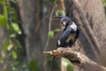Image of black baza bird Aviceda leuphotes on a tree branch on nature background. Animals