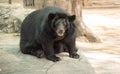 Image of a black bear or Buffalo Bear ,wildlife animal Royalty Free Stock Photo