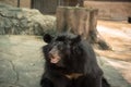 Image of a black bear or Buffalo Bear ,wildlife animal