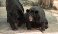 Image of a black bear or Buffalo Bear ,wildlife animal