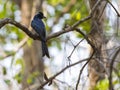 Image of black bird Racket-tailed Drongo on the branch on natu Royalty Free Stock Photo