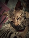 Cute cat image,making sad face Royalty Free Stock Photo