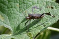 Image of black bughemiptera on a green leaf. Insect. Animal Royalty Free Stock Photo