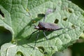 Image of black bughemiptera on a green leaf. Insect. Animal Royalty Free Stock Photo