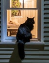 In the image, a black cat sits on a window sill, gazing out of the window