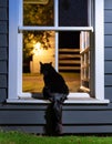In the image, a black cat sits on a window sill, gazing out of the window