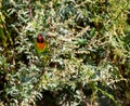 Image from a black-cheeked lovebird sitting in a bush Royalty Free Stock Photo