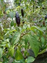 Image of Black chilli. Image shoot date is 28th of October, 23, at, Basirhat, West Bengal, India.