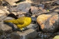 Image of Black crested Bulbul bird standing on a rock on nature background. Animals Royalty Free Stock Photo