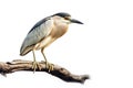 Image of black-crowned night heron bird on a branch on a white background. Birds. Animals. Illustration, Generative AI