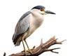 Image of black-crowned night heron bird on a branch on a white background. Birds. Animals. Illustration, Generative AI