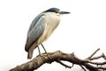Image of black-crowned night heron bird on a branch on a white background. Birds. Animals. Illustration, Generative AI