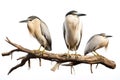 Image of black-crowned night heron bird on a branch on a white background. Birds. Animals. Illustration, Generative AI