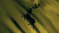 Image of black deer on yellow on a Baratheon`s House standard. Game of Thrones