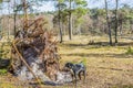 Image of a black dog near the roots of a fallen tree in the middle of the forest Royalty Free Stock Photo