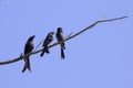 Image of Black DrongoDicrurus macrocercus on a twig on a blue Royalty Free Stock Photo