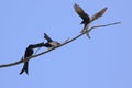 Image of Black DrongoDicrurus macrocercus on a twig. Royalty Free Stock Photo