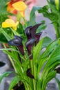 A black flower spotted lily potted plant Royalty Free Stock Photo