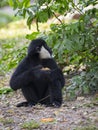 Image of black gibbon White-Cheeked Gibbon eating food.