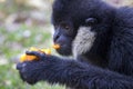 Image of black gibbon White-Cheeked Gibbon eating food. Royalty Free Stock Photo