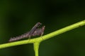 Image of black grasshopper on green branches. Insect Animal.