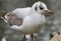 Black headed gull close up next to river Royalty Free Stock Photo