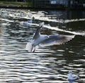 Black headed gull flying over a lake