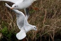 Black headed gull in mid air Royalty Free Stock Photo
