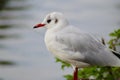 Black Headed Gull (Chroicocephalus Ridibundus) next to water Royalty Free Stock Photo