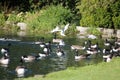 Gull and goose feeding frenzy Royalty Free Stock Photo