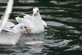 Black headed gulls deeding from lake