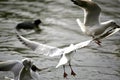 Black headed gulls in flight Royalty Free Stock Photo